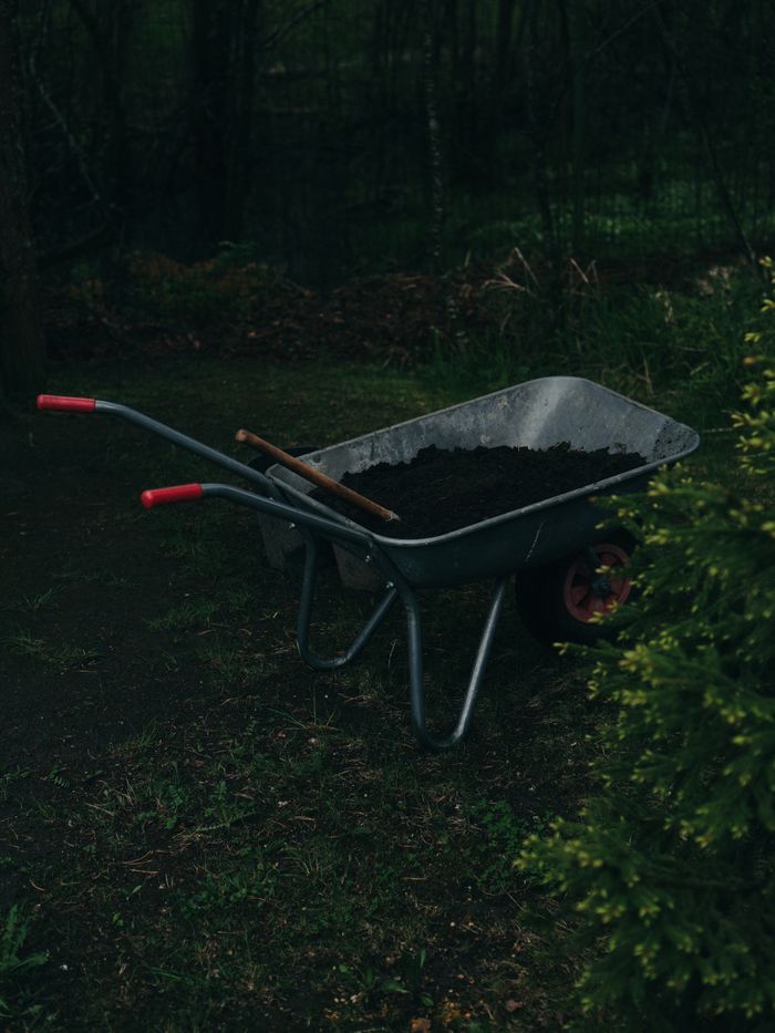 A wheelbarrow filled with soil amidst a dark, lush garden on a spring day.