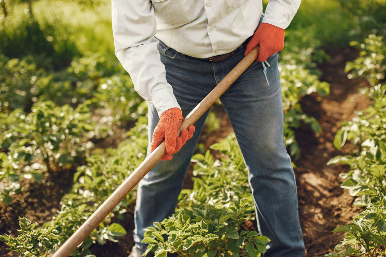services-04 Close-up of a person using a rake to cultivate plants in a sunny outdoor garden.